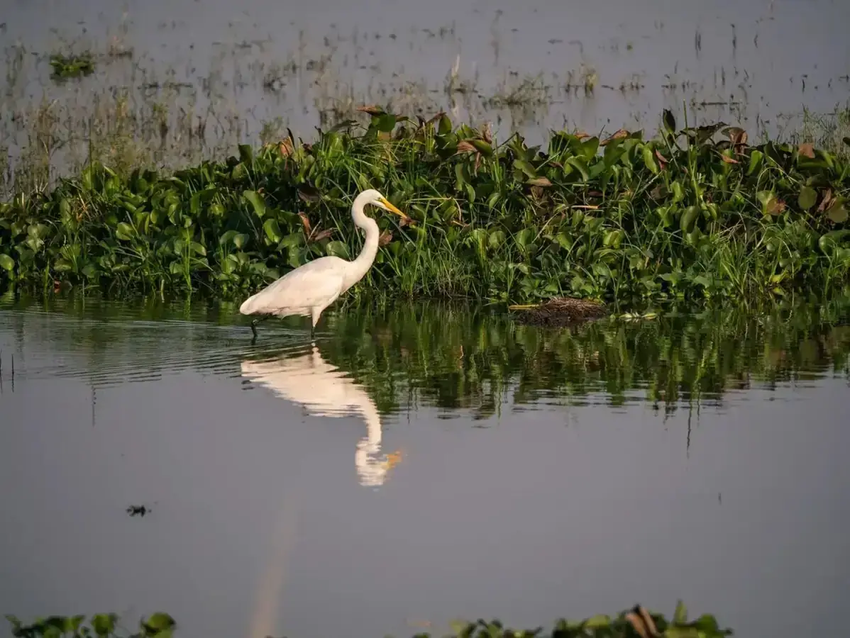 Birdwatching Tours - 500+ Bird Species