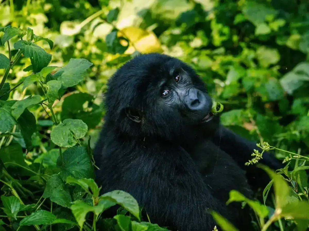 Gorilla Trekking in Uganda with Webstar Safaris