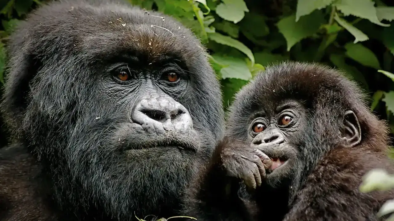 3 Days Gorilla Trekking in Bwindi safari package in Uganda and Rwanda