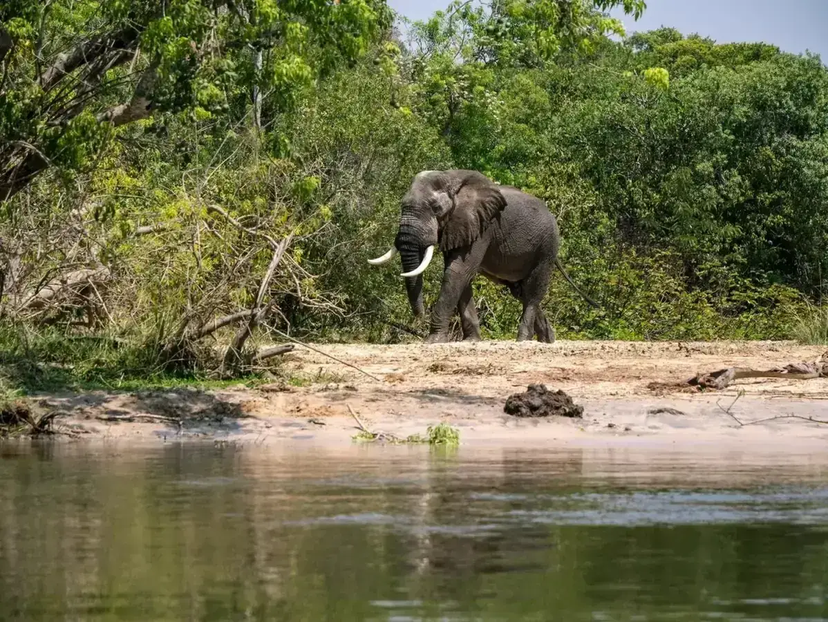 10 Days Uganda Wildlife & Gorilla Trekking safari package in Uganda and Rwanda