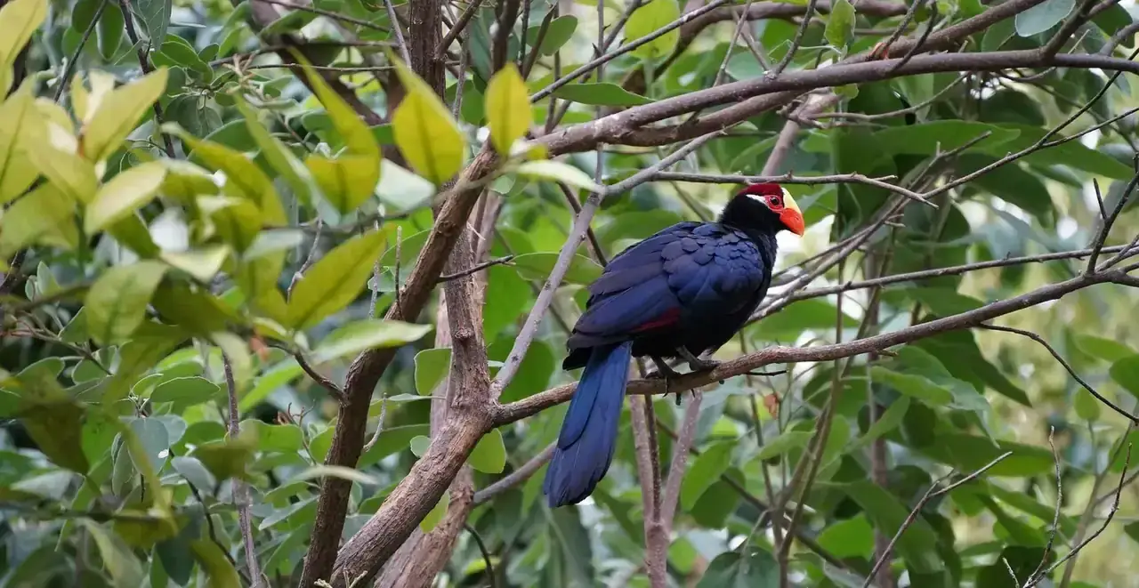 Birdwatching Tours in Rwanda with Webstar Safaris