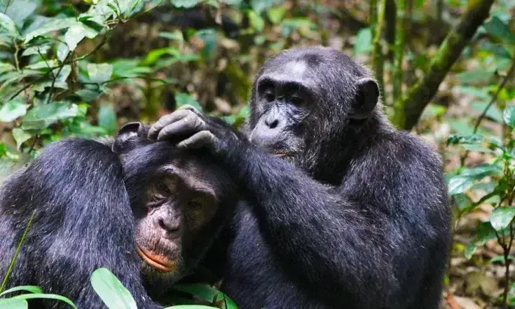 Nyungwe Chimpanzees in Rwanda with Webstar Safaris
