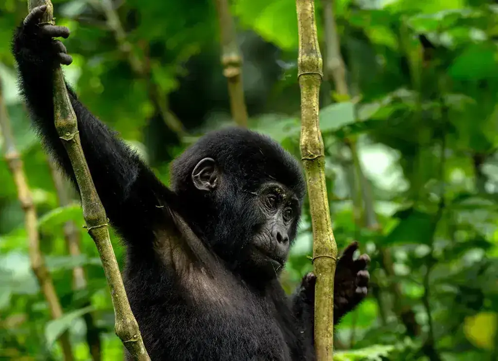 Rwanda safari destination with Webstar Safaris