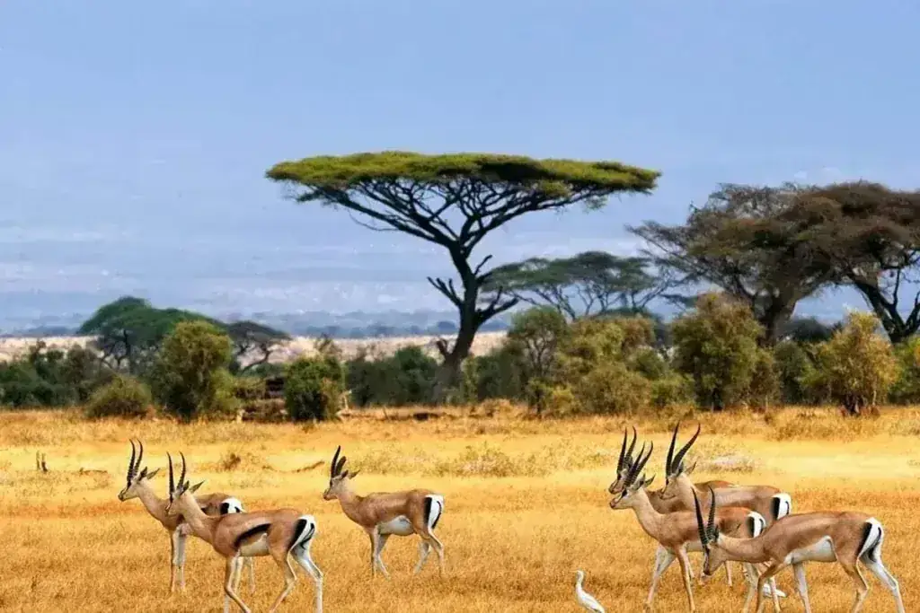 South Sudan safari destination with Webstar Safaris