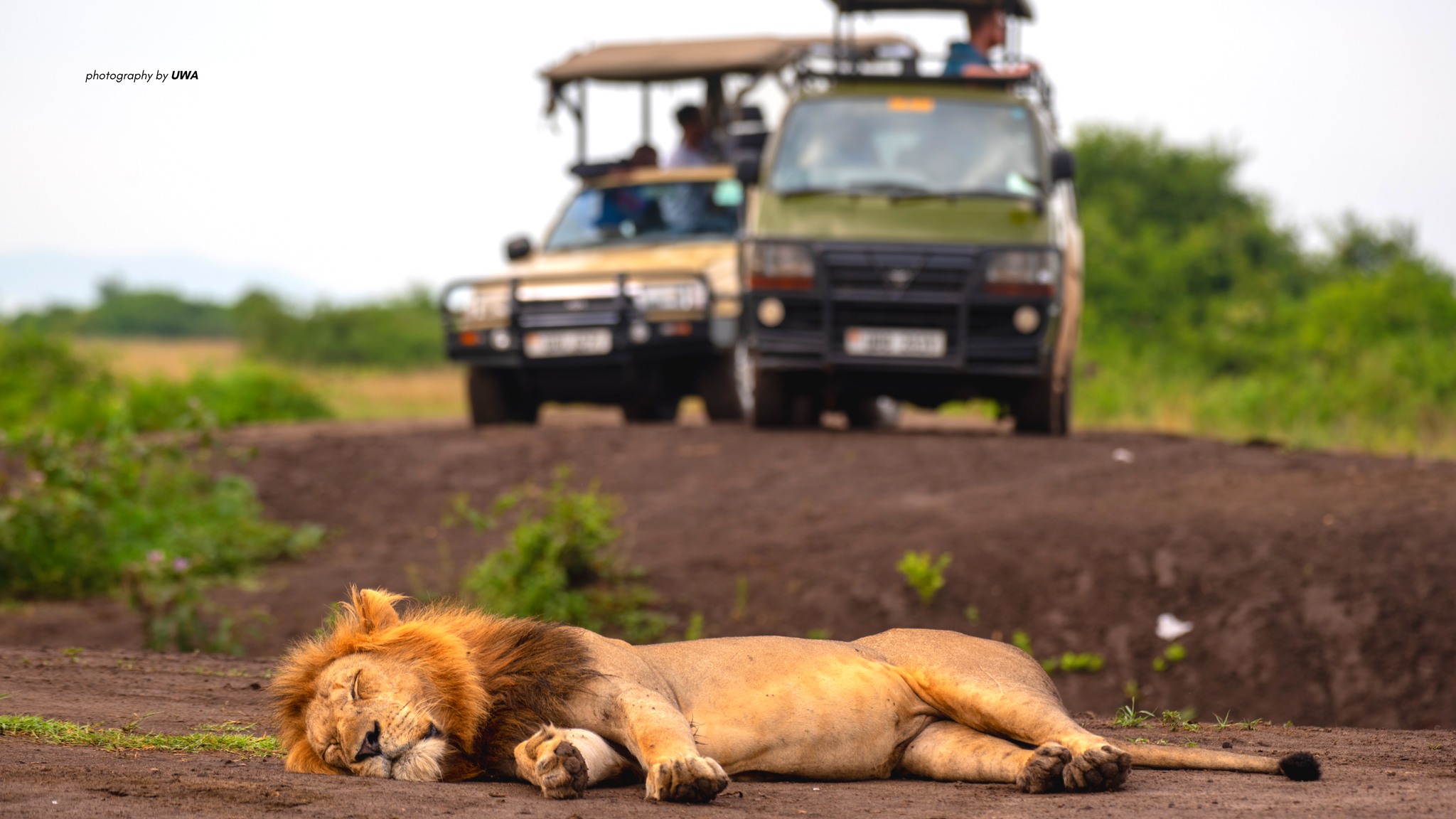 Rwanda Wildlife safari