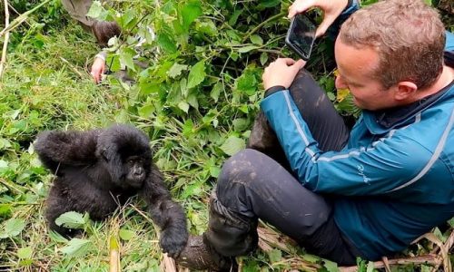 Rwanda Gorilla tours