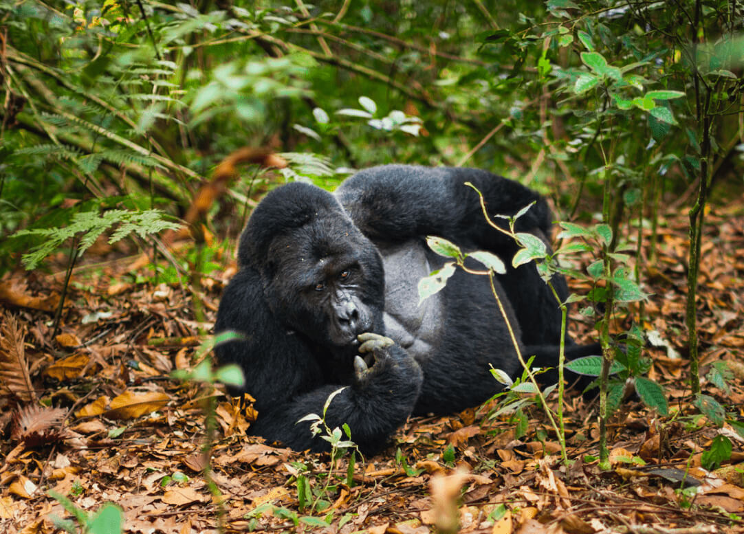 Rwanda Gorilla tours