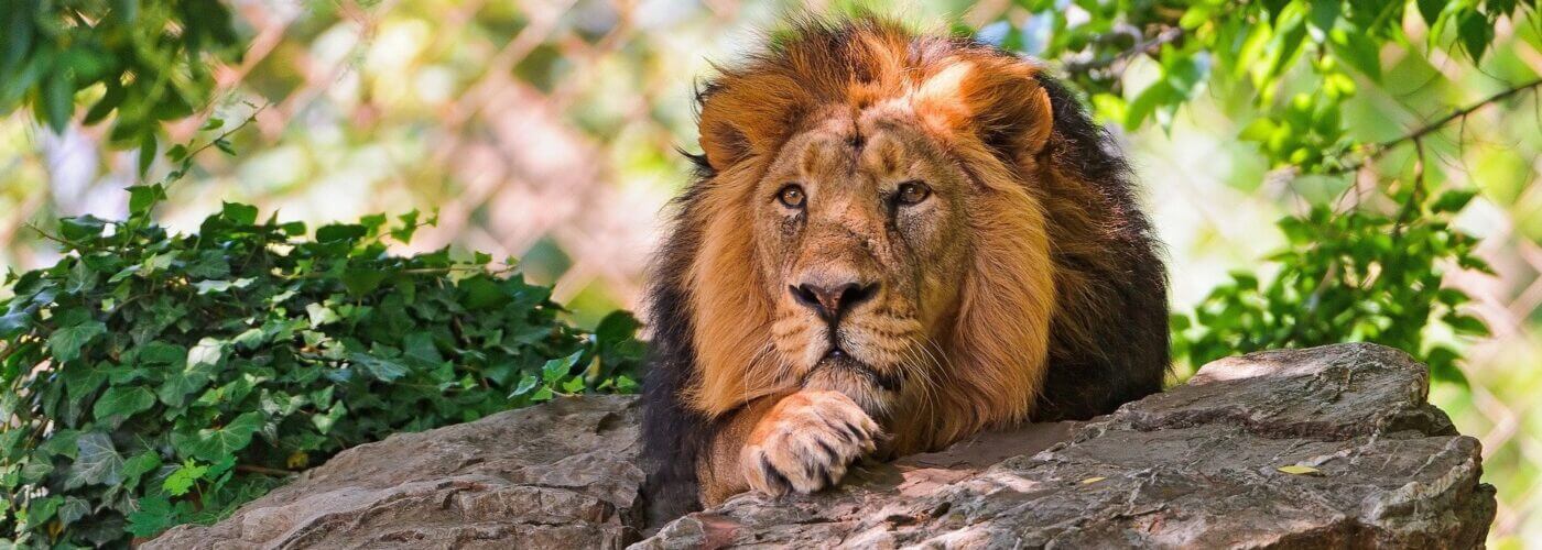 Rwanda Wildlife safaris