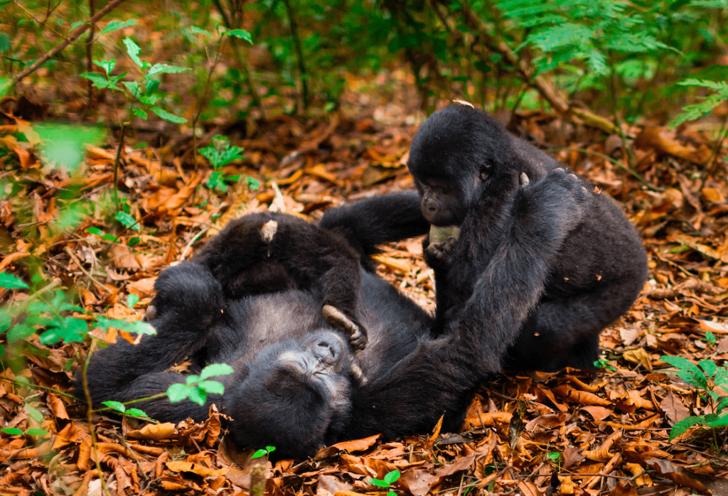 Rwanda Wildlife tours