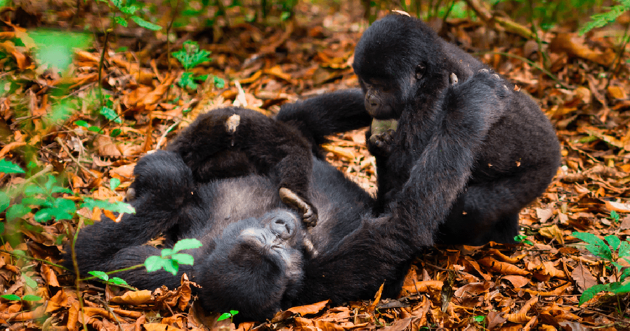 Uganda Gorilla Trekking