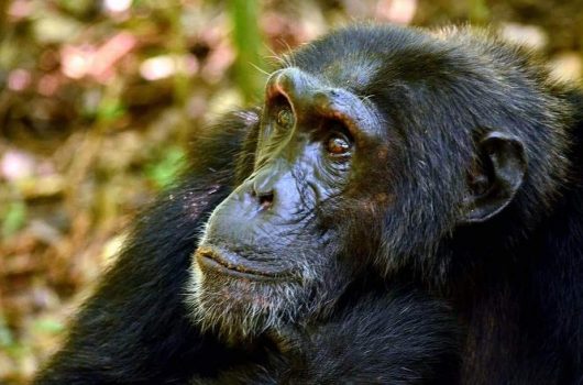 Chimpanzee tracking