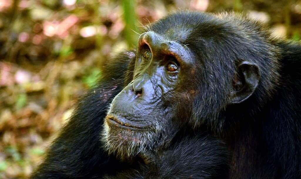 Chimpanzee tracking