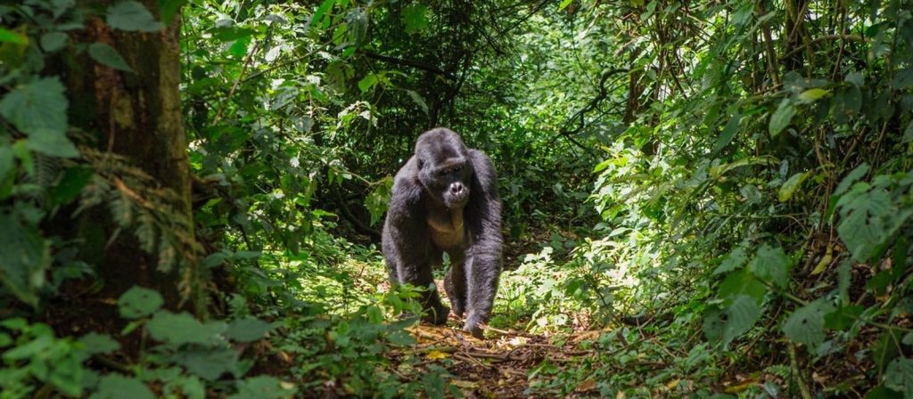 Gorilla trekking tours