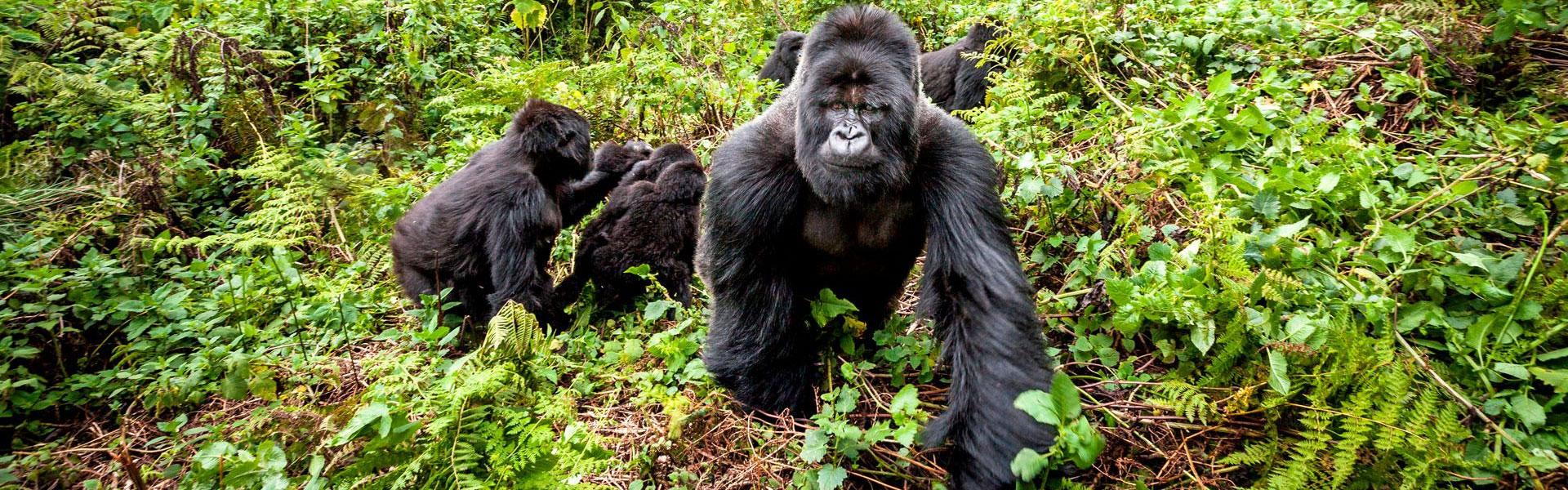 1 Day Gorilla Trekking Uganda