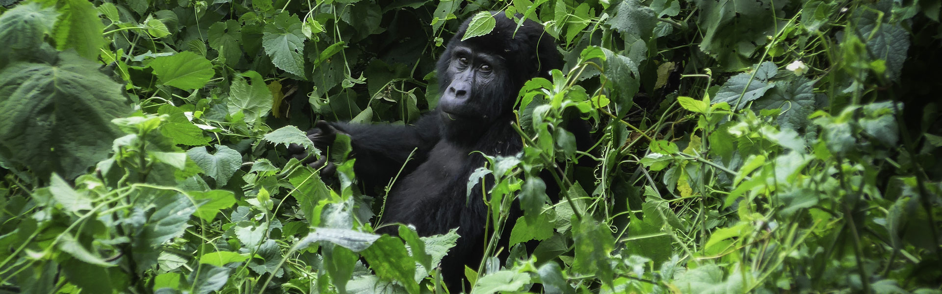 3 Days Uganda Gorilla Trekking