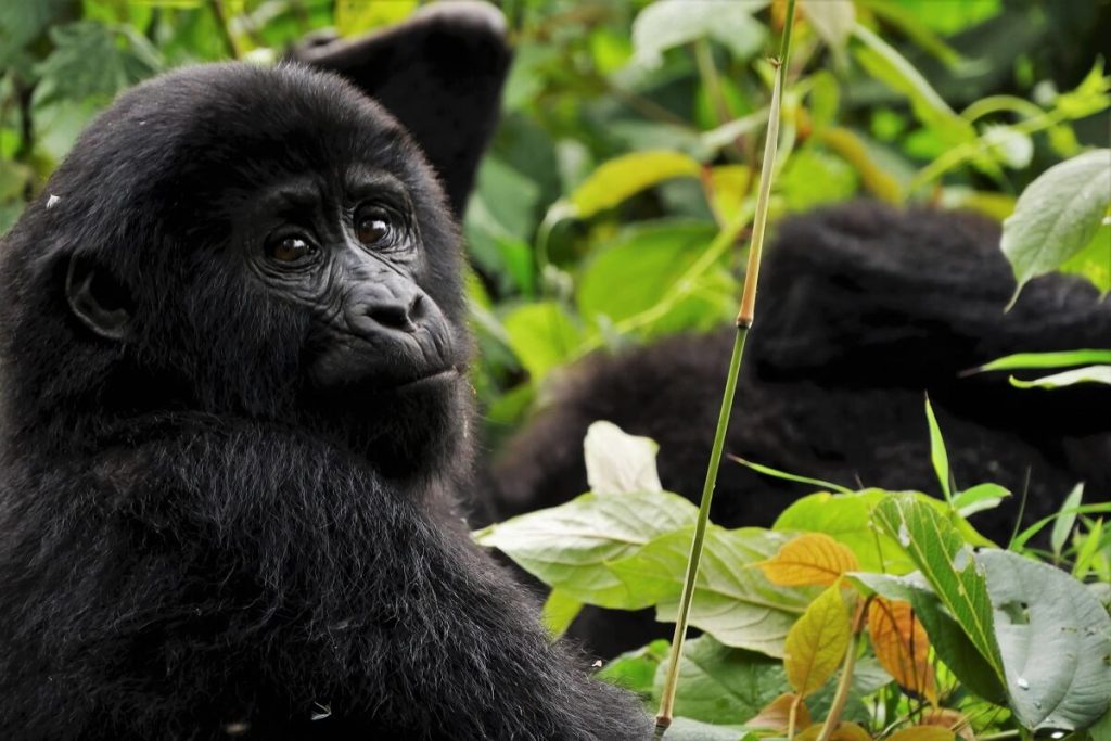 3 Days Uganda Gorilla Trekking