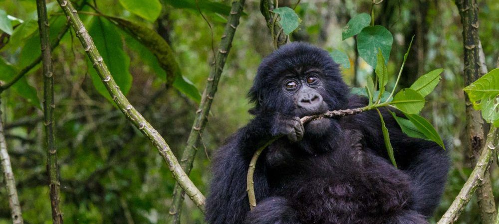 Uganda Gorila trekking