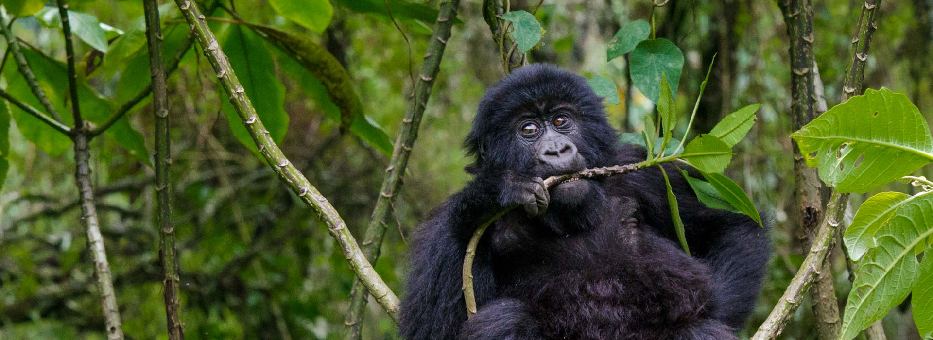 Uganda Gorila trekking