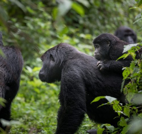 6 Days Rwanda Wildlife and Gorilla Safari