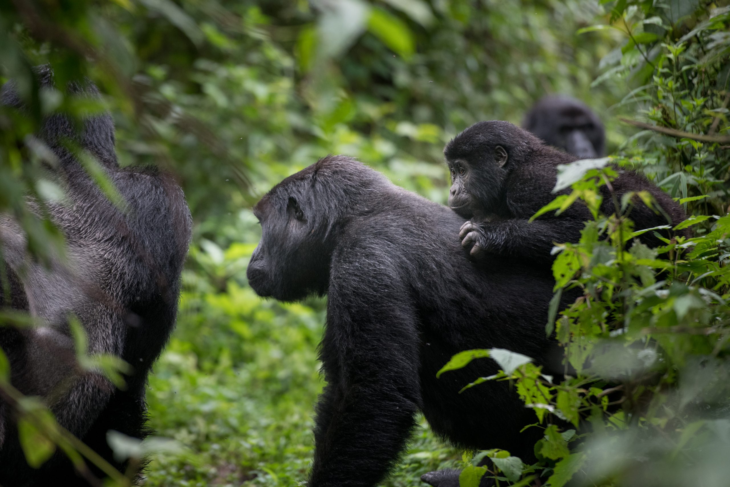 6 Days Rwanda Wildlife and Gorilla Safari