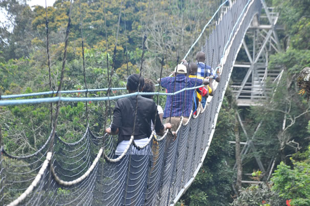 Nyungwe National Game Park