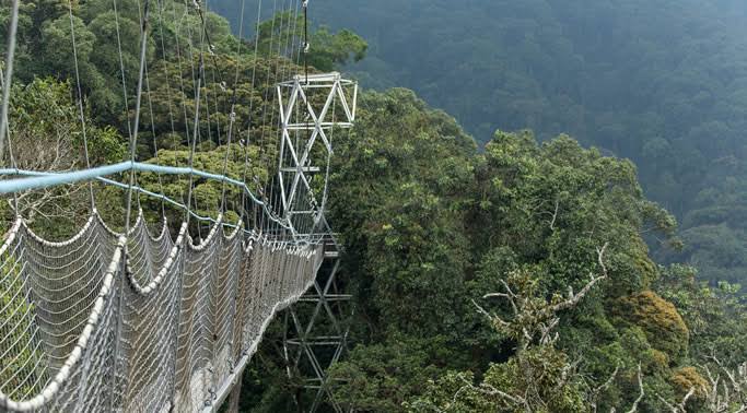 Nyungwe Canopy walk