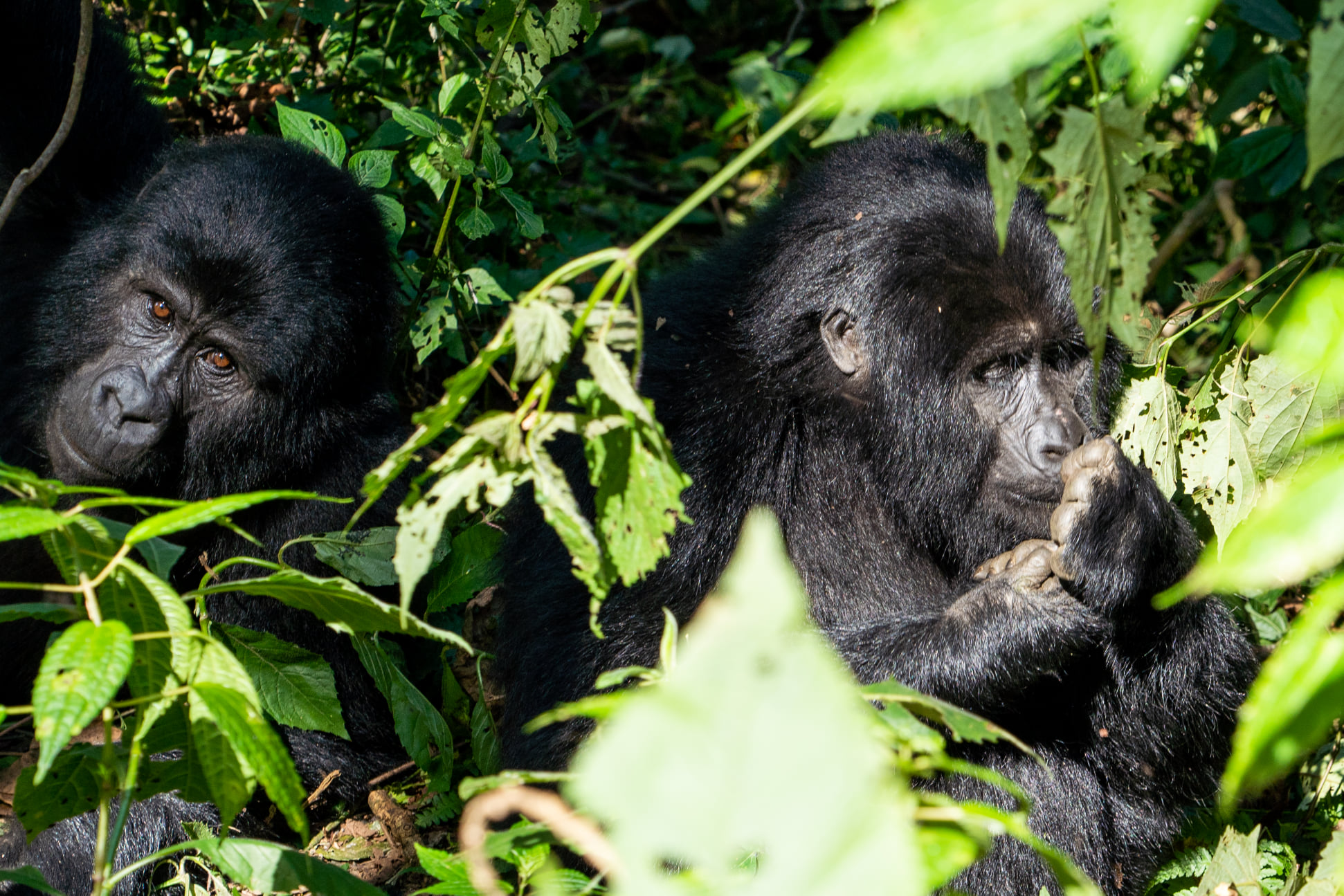 Ugenda-gorilla-family-group Ugenda Gorilla Family