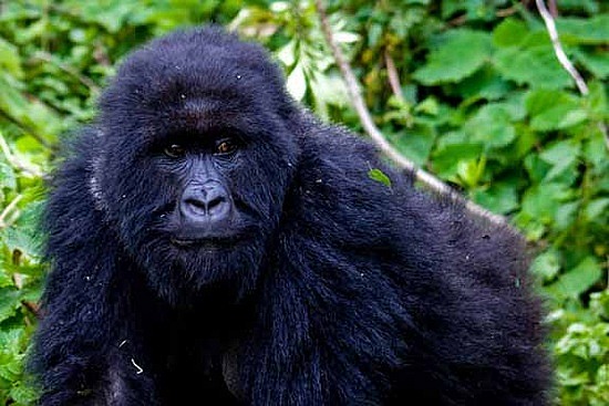SONY DSC Gorilla trekking in Rwanda