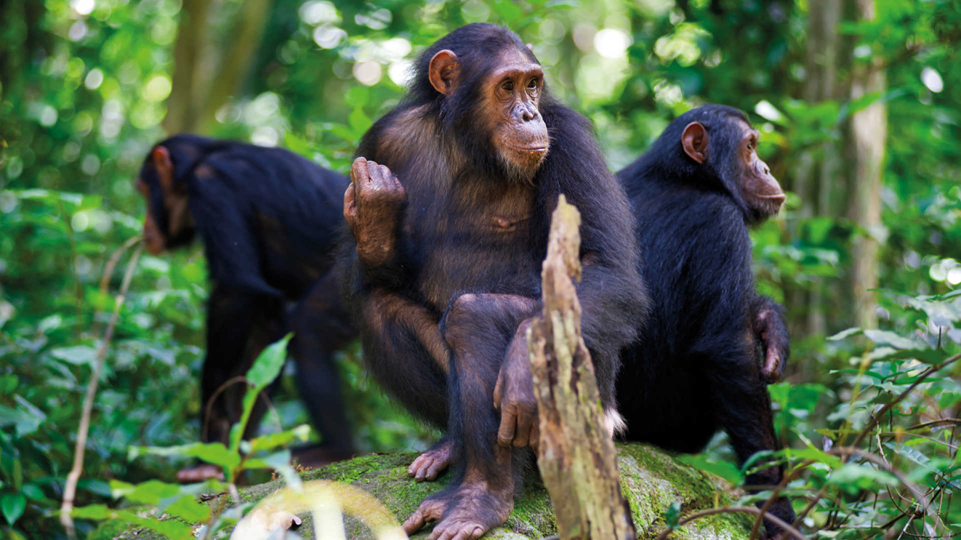 5 days Nyungwe chimpanzee tracking and Akagera wildlife safari