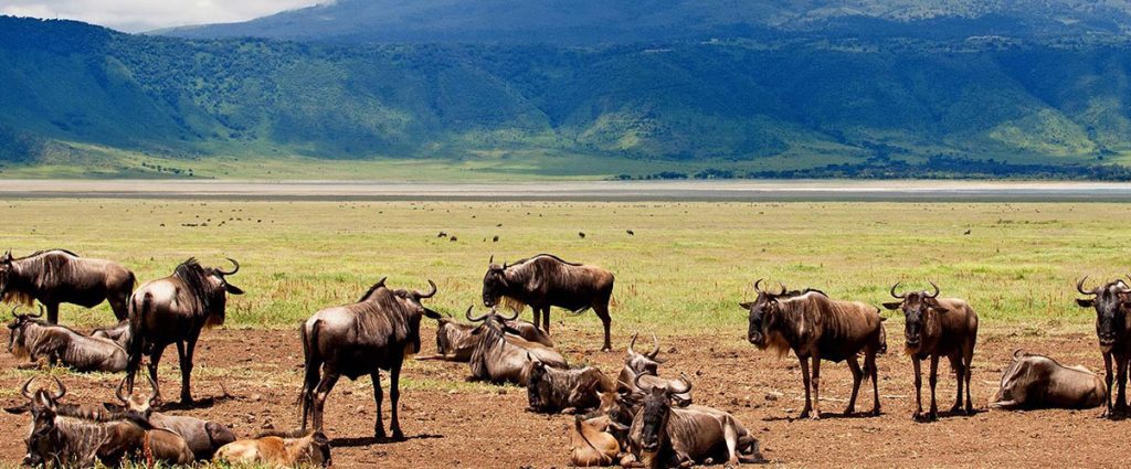 4 Day Safari to Ngorongoro, Lake Manyara & Tarangire