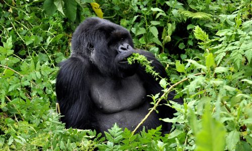 4 Days Rwanda Gorilla Trekking Safari