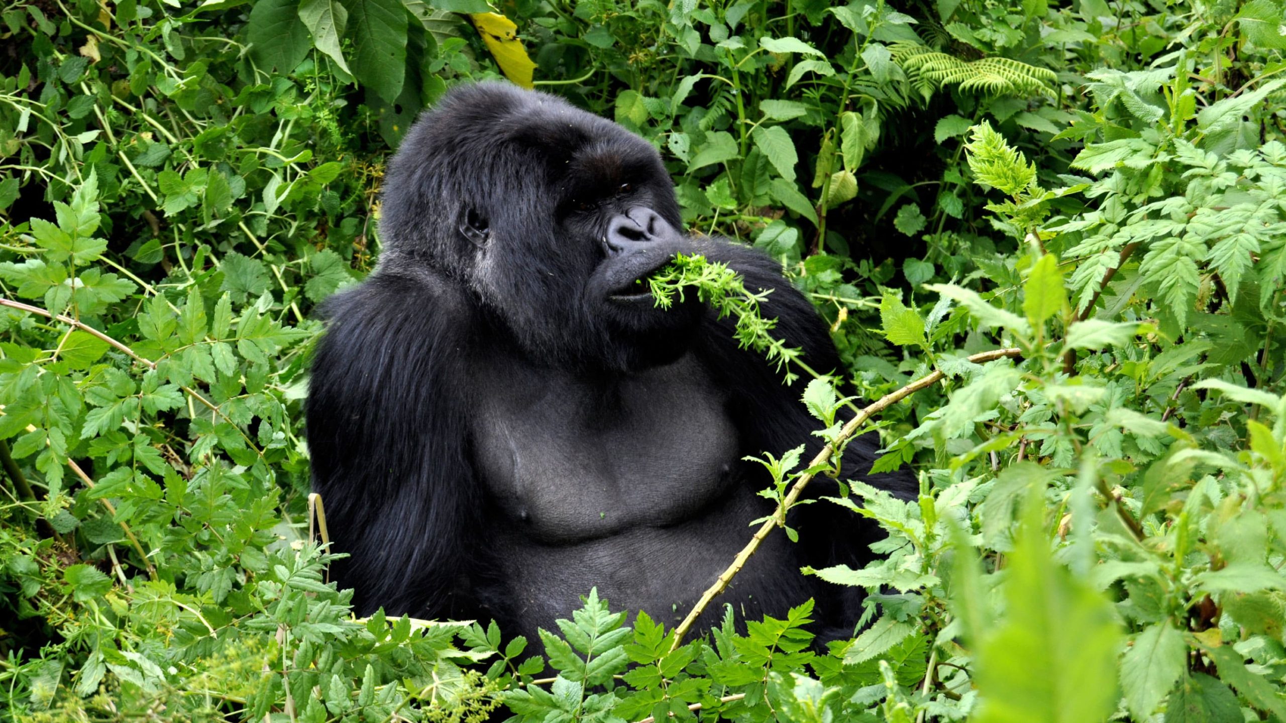 4 Days Rwanda Gorilla Trekking Safari