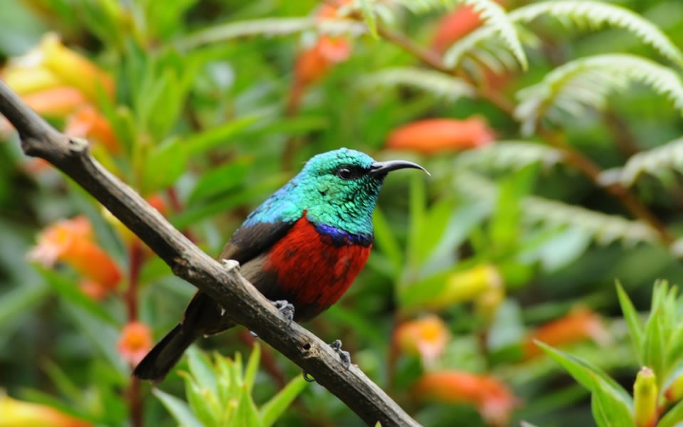 6 days bird watching safari Rwanda