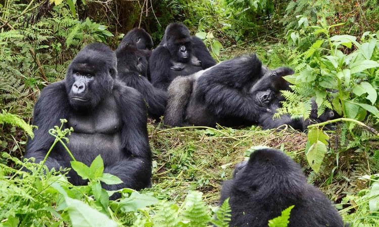 Habituated gorilla families in Rwanda