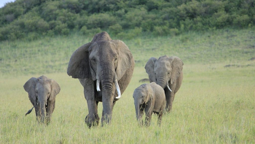 Masai Mara Safari