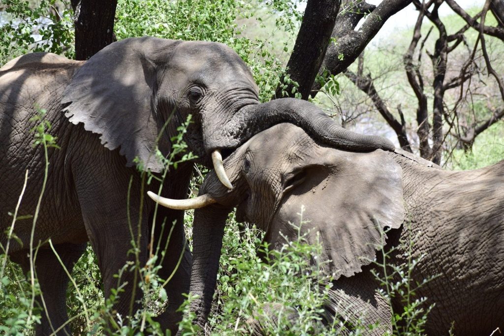 Ruaha National Park Safari