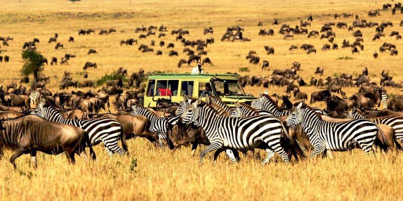 Tanzania wildlife safari