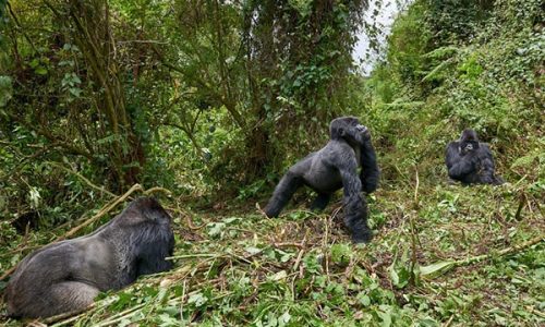 Titus Gorilla Family In Rwanda