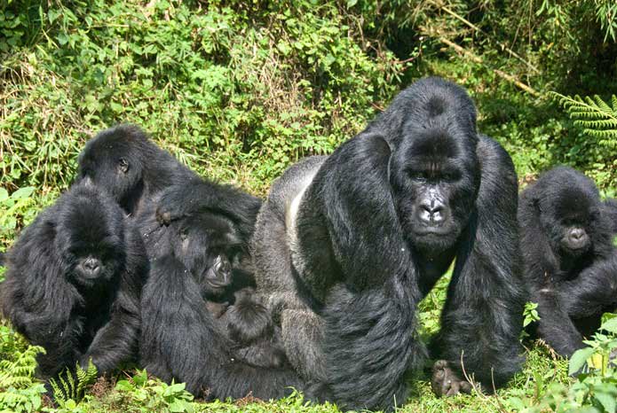 2 days Bwindi gorilla trekking safari