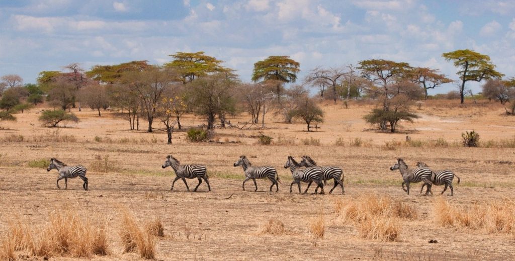 Wildlife Safari in Serengeti National Park