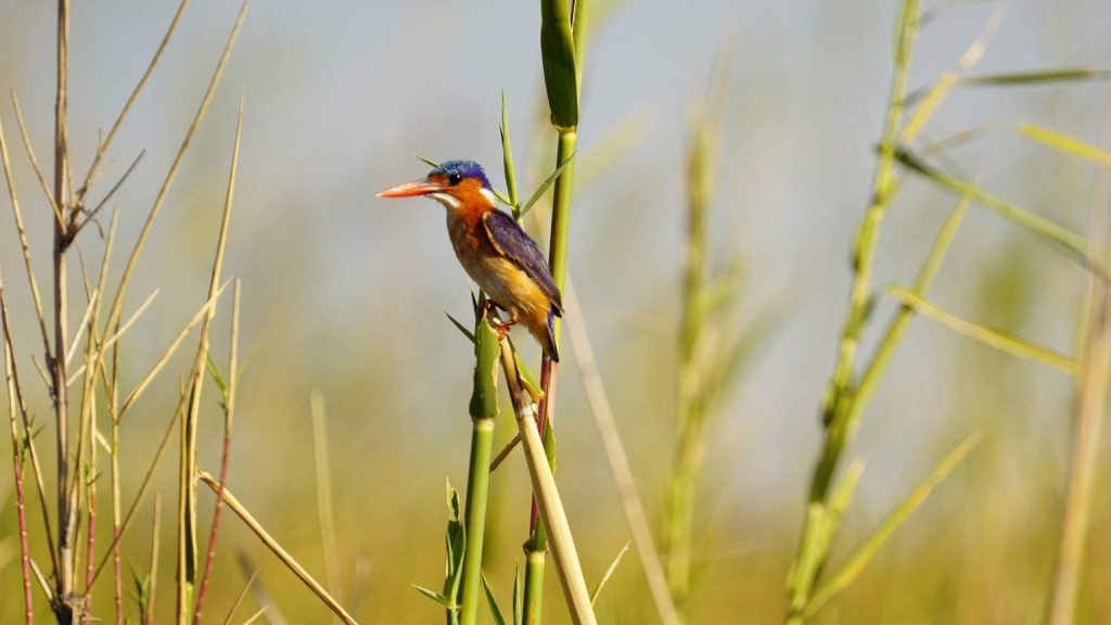 Burundi birding