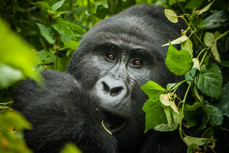 bwindi-gorilla-trek