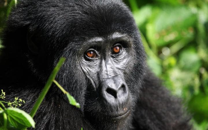Congo Gorilla tour