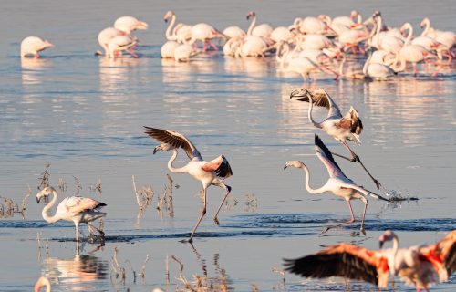 This 3 days lake Nakuru tour starts from Nairobi and ends in Nairobi after fully exploring this breathtaking park that is famous for harboring a huge population of flamingo birds in addition to other wildlife species such as primates like Baboons, mammals such as Rhinos both black and...