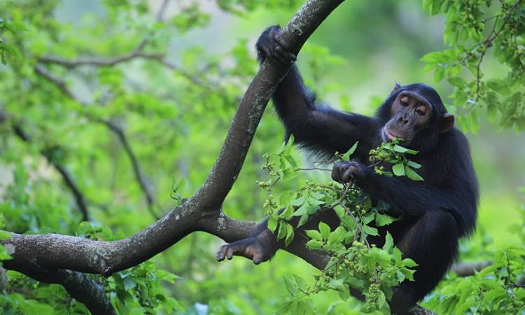 chimpanzee tracking 