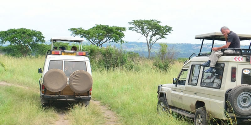 Wildlife Game Drive 