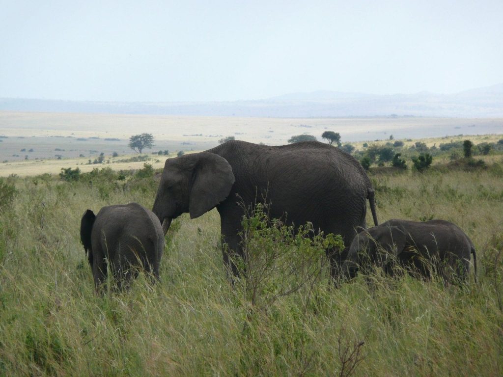 2 Days Amboseli National Park Safari