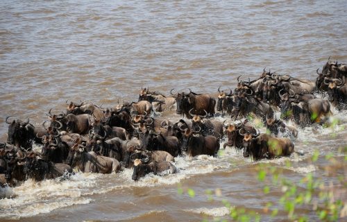 4 Days Wildebeest Migration Experience