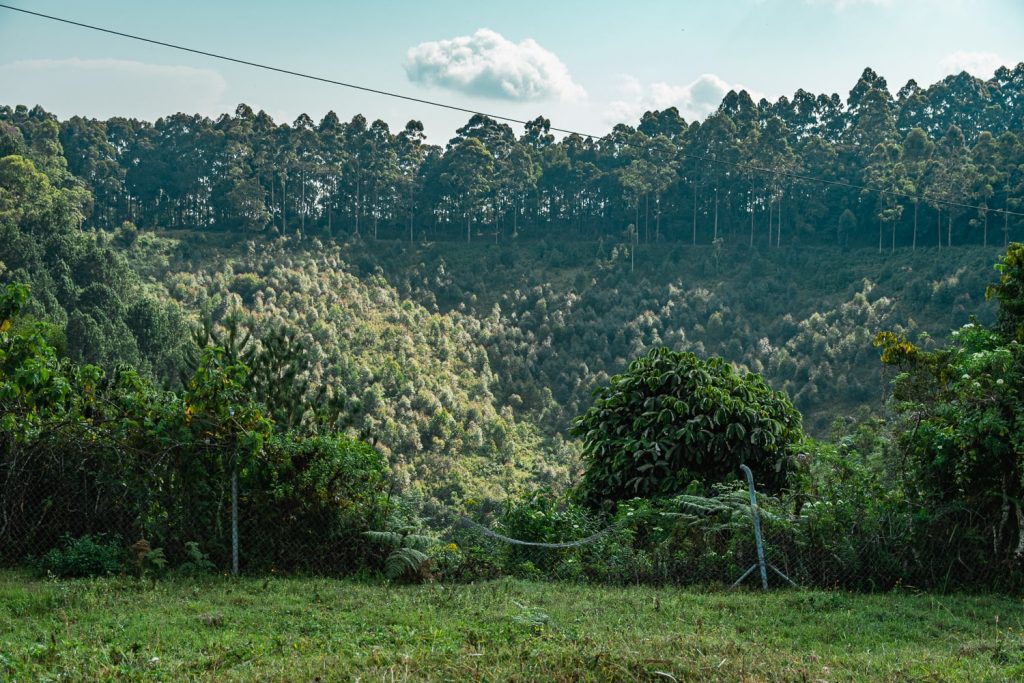 Kibira National Park