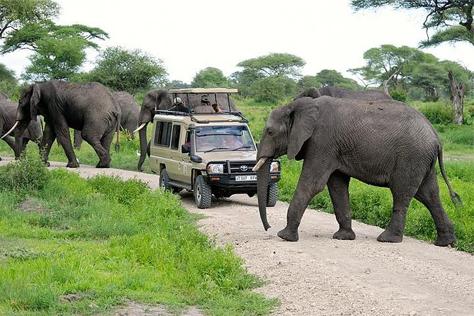 1 Day Tarangire National Park Tour